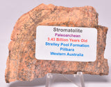 MICROBIAL MAT, Stromatolite STRELLEY POOL SLICE, S1315