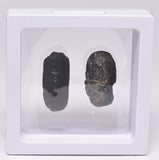 2 x AUSTRALITE, METEORITE FROM SOUTH AUSTRALIA MT83