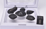 6 x AUSTRALITE, METEORITE FROM SOUTH AUSTRALIA MT128