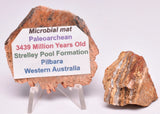 2 x MICROBIAL MAT, STRELLEY POOL SLICE, 3.4byo, Australia S21