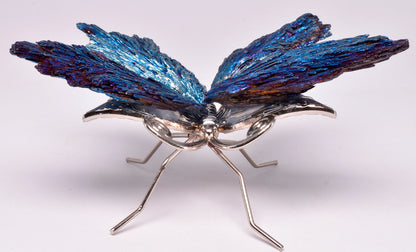 TITANIUM AURA KYANITE BUTTERFLY P183