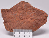 HORODYSKIA Mesoproterozoic 1.4 B.Y.O, AUSTRALIAN FOSSIL F20