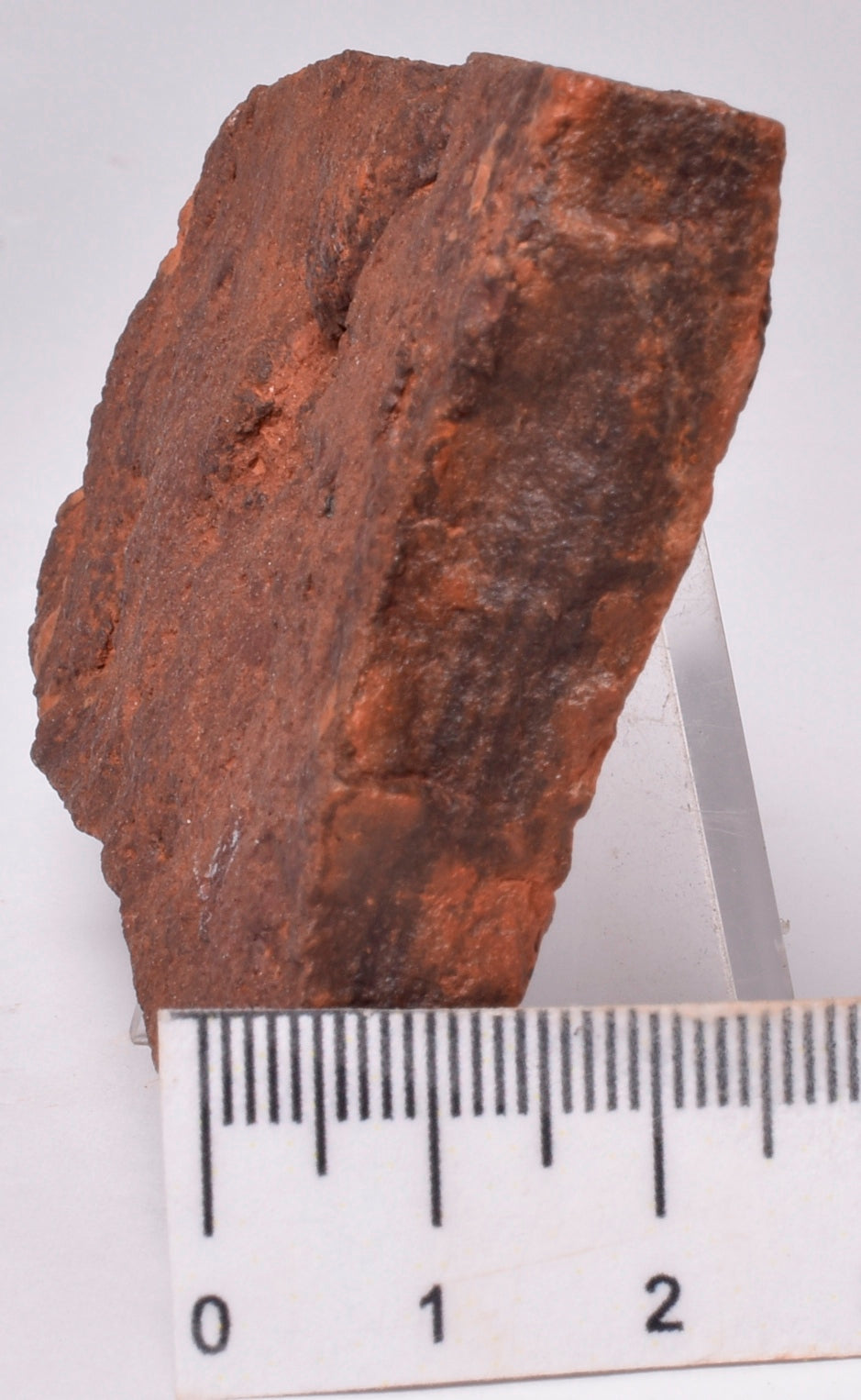 HORODYSKIA Mesoproterozoic 1.4 B.Y.O, AUSTRALIAN FOSSIL F622