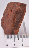 HORODYSKIA Mesoproterozoic 1.4 B.Y.O, AUSTRALIAN FOSSIL F622