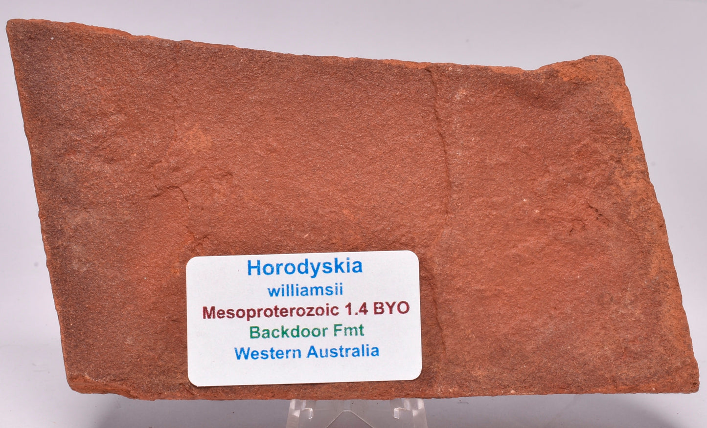 HORODYSKIA Mesoproterozoic 1.4 B.Y.O, AUSTRALIAN FOSSIL F27