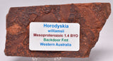 HORODYSKIA Mesoproterozoic 1.4 B.Y.O, AUSTRALIAN FOSSIL F14