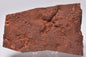 HORODYSKIA Mesoproterozoic 1.4 B.Y.O, AUSTRALIAN FOSSIL F622