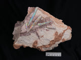 5 x OPAL BELEMNITE FOSSILS in matrix GOB001