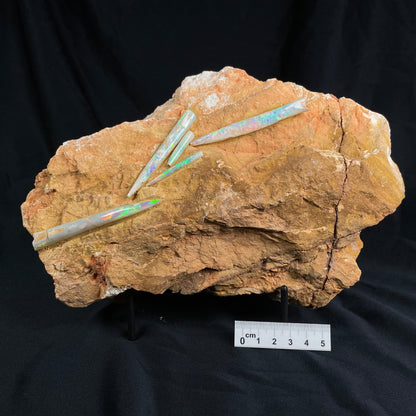 5 x OPAL BELEMNITE FOSSILS in matrix GOB002