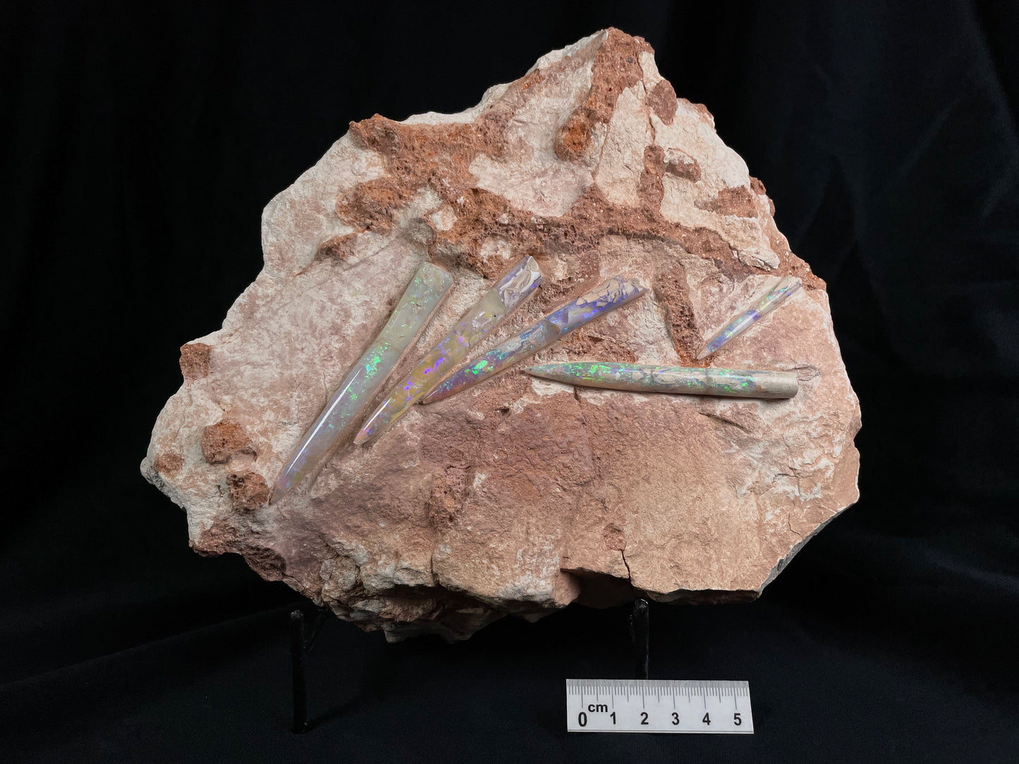 5 x OPAL BELEMNITE FOSSILS in matrix GOB003