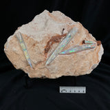 4 x OPAL BELEMNITE FOSSILS in matrix GOB005