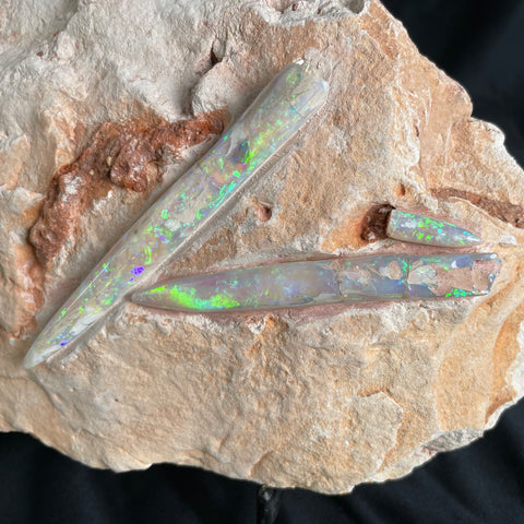 4 x OPAL BELEMNITE FOSSILS in matrix GOB005