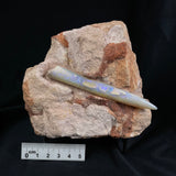 OPAL BELEMNITE FOSSIL in matrix GOB008