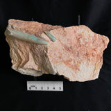 2 x OPAL BELEMNITE FOSSILS in matrix GOB009