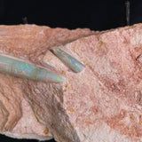 2 x OPAL BELEMNITE FOSSILS in matrix GOB009