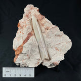 OPAL BELEMNITE FOSSIL in matrix GOB010