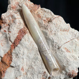 OPAL BELEMNITE FOSSIL in matrix GOB010