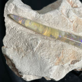 OPAL BELEMNITE FOSSIL in matrix GOB011