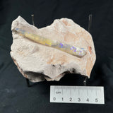 OPAL BELEMNITE FOSSIL in matrix GOB011