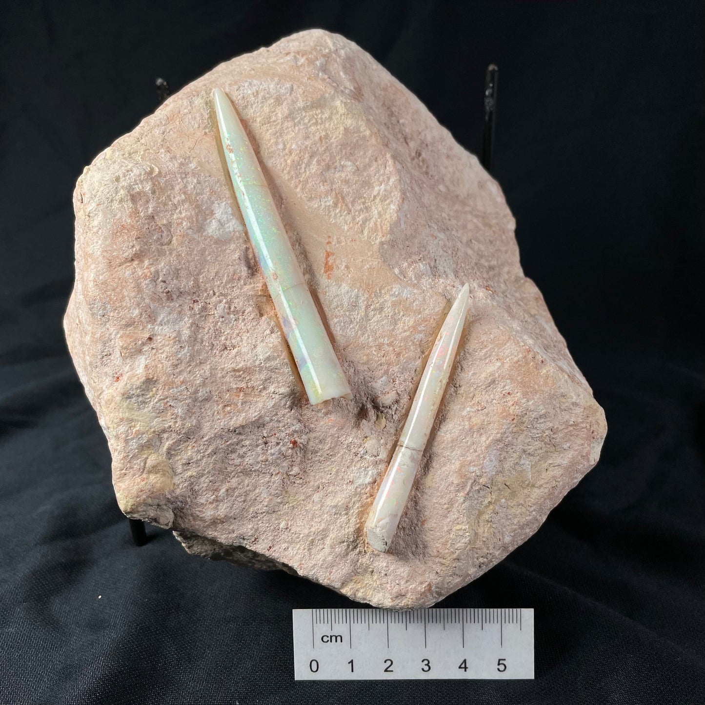 2 x OPAL BELEMNITE FOSSILS in matrix GOB012