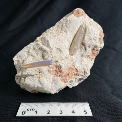 2 x OPAL BELEMNITE FOSSILS in matrix GOB014