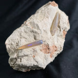 2 x OPAL BELEMNITE FOSSILS in matrix GOB014