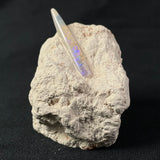 OPAL BELEMNITE FOSSIL in matrix GOB015