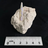 OPAL BELEMNITE FOSSIL in matrix GOB015