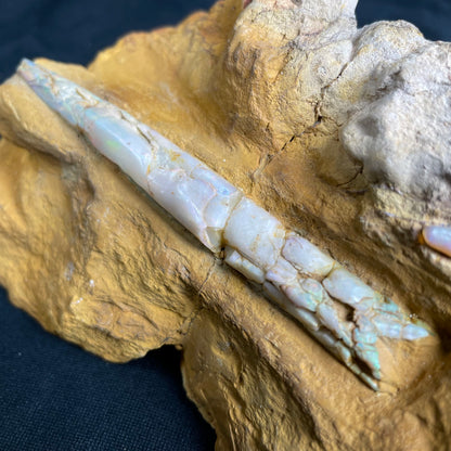 2 x OPAL BELEMNITE FOSSILS in matrix GOB016