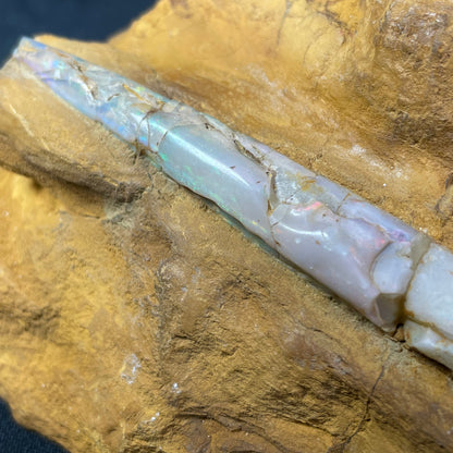 2 x OPAL BELEMNITE FOSSILS in matrix GOB016