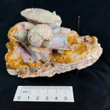 OPALIZED FOSSILS in matrix GOB017