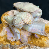 OPALIZED FOSSILS in matrix GOB017