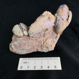 OPALIZED FOSSILS in matrix GOB018