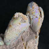 OPALIZED FOSSILS in matrix GOB018