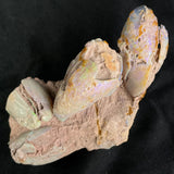 OPALIZED FOSSILS in matrix GOB018