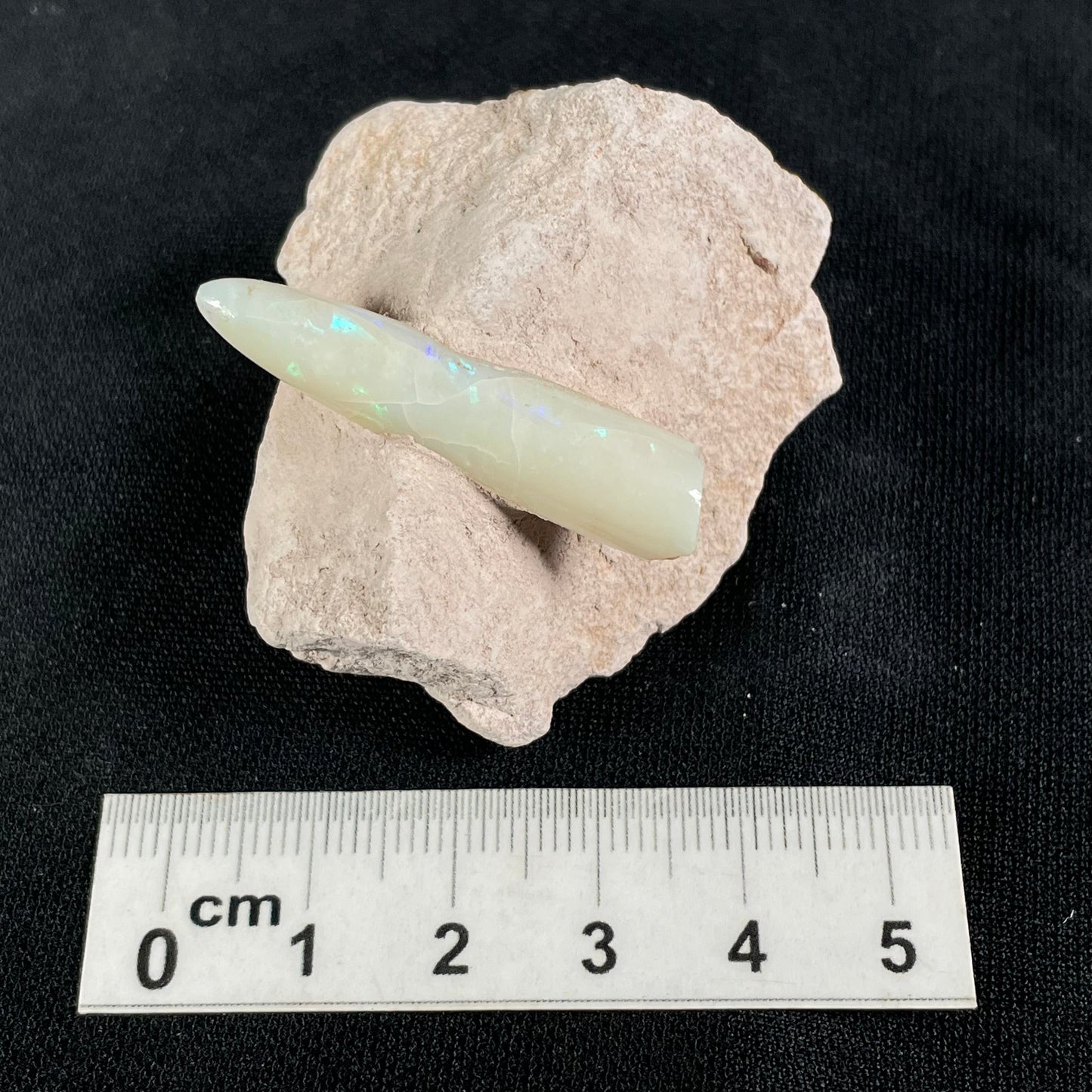 OPAL BELEMNITE FOSSIL in matrix GOB019