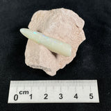 OPAL BELEMNITE FOSSIL in matrix GOB019