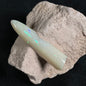 OPAL BELEMNITE FOSSIL in matrix GOB019