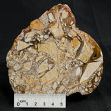 Brecciated Mookaite Polished YSC002