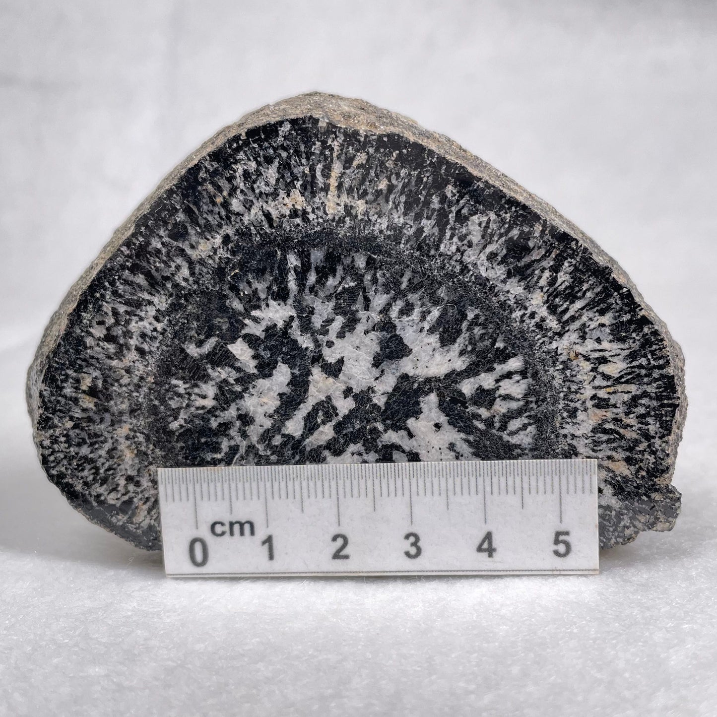 Orbicular Granite Nodule Polished YOG001