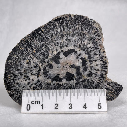 Orbicular Granite Nodule Polished YOG002