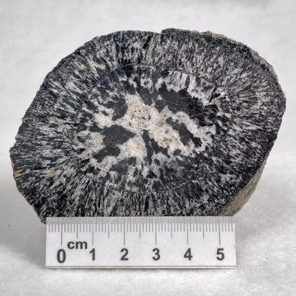 Orbicular Granite Nodule Polished YOG003