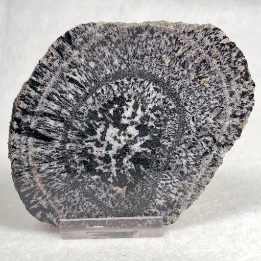 Orbicular Granite Nodule Polished YOG004