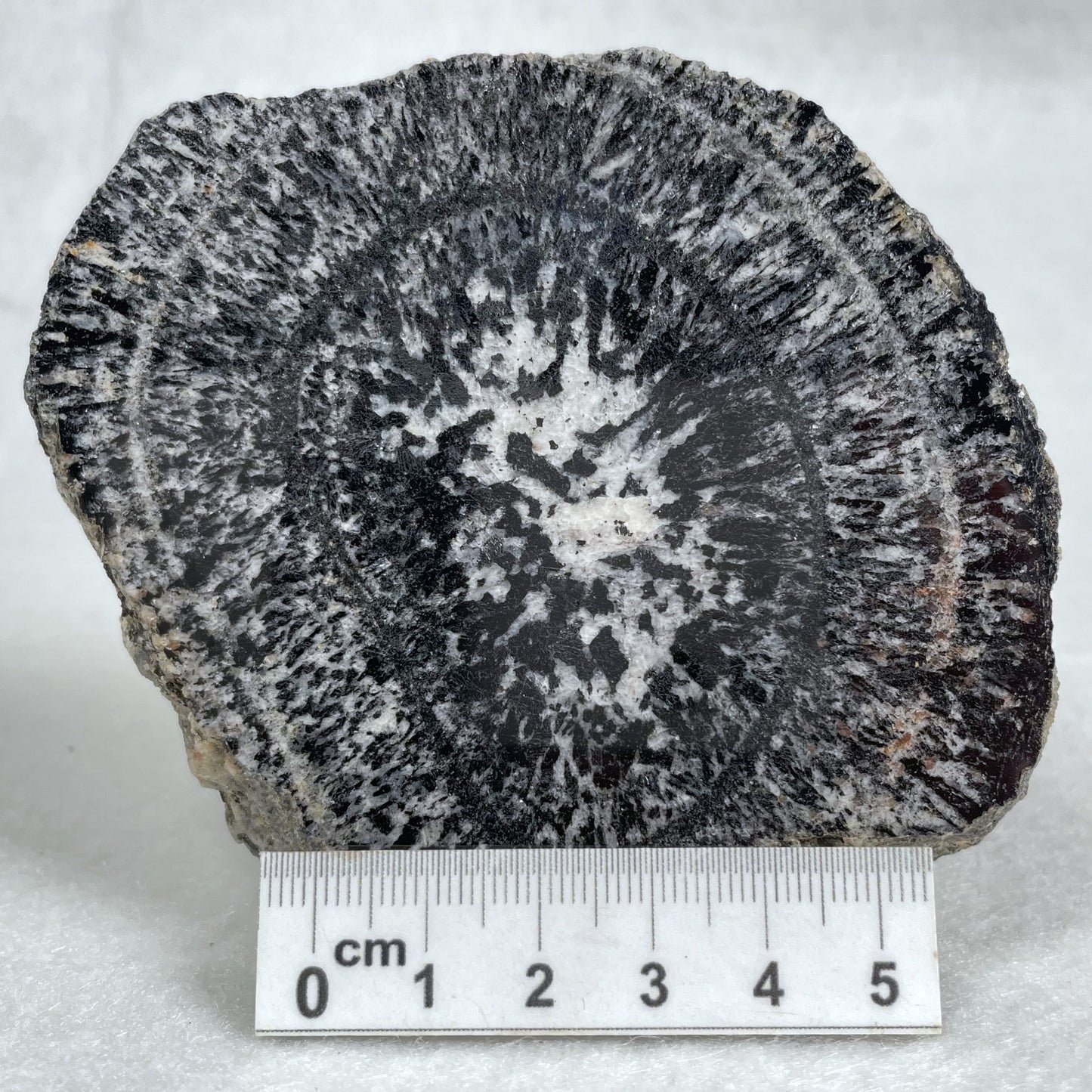 Orbicular Granite Nodule Polished YOG005