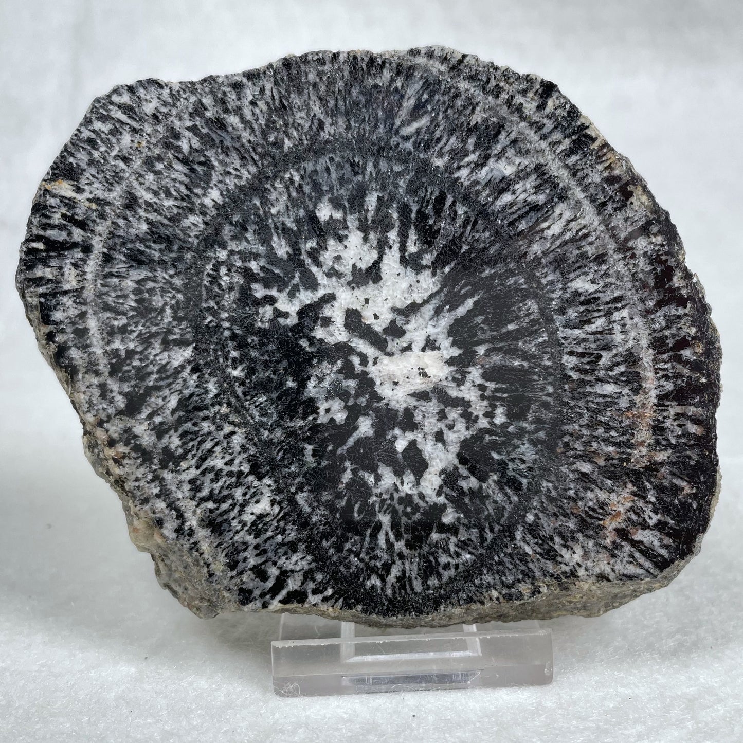 Orbicular Granite Nodule Polished YOG005