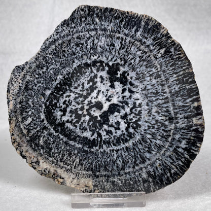 Orbicular Granite Nodule Polished YOG006