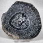 Orbicular Granite Nodule Polished YOG006