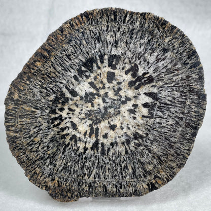 Orbicular Granite Nodule Polished YOG007