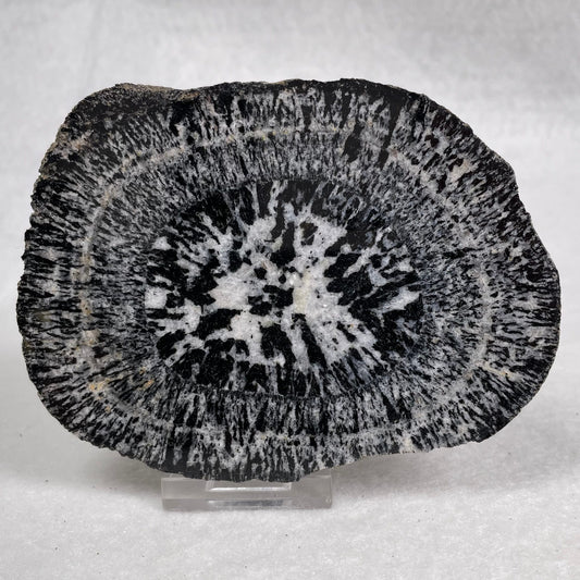 Orbicular Granite Nodule Polished YOG008