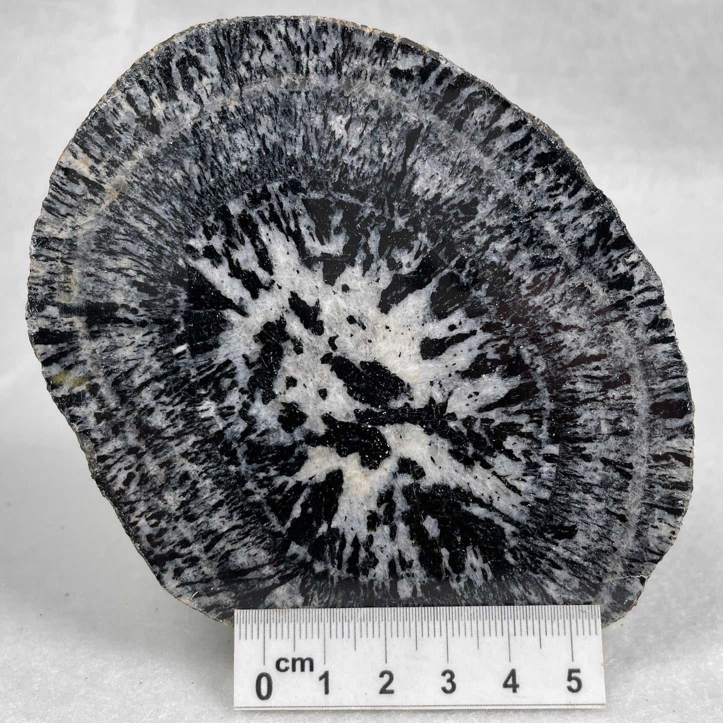 Orbicular Granite Nodule Polished YOG009